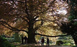 ogród dendrologiczny Arboretum w Wojsławicach